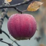 pomme