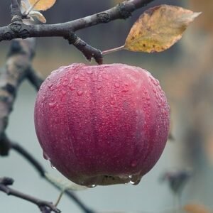 pomme