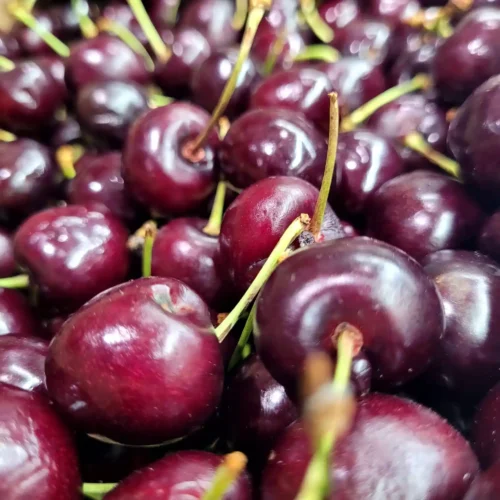 Cerisier Bigarreau Géant d&rsquo;Hedelfingen