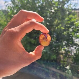 Prune Datil
