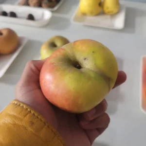 Pomme Feuilloux - pommier feuilloux