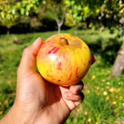pomme jacques lebel