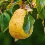 poire