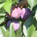 prune