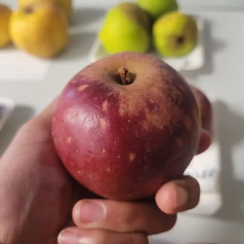 Pommier Reinette étoilée