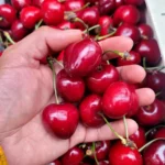cerise summit