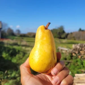 Poire william's jaune - Poirier william's jaune