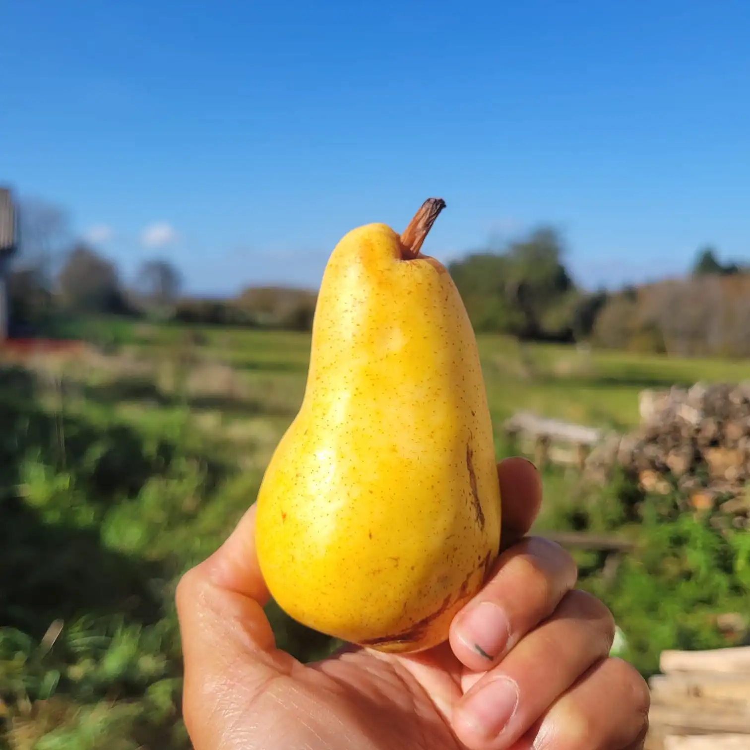 Poire william's jaune - Poirier william's jaune