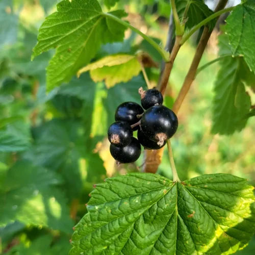 Cassissier Ben Lomond