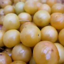 mirabelle de nancy