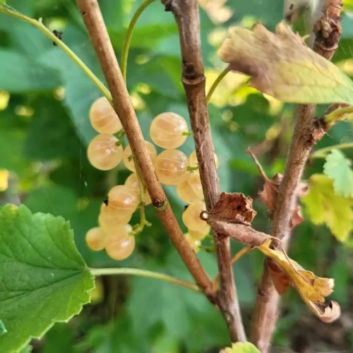 versaillaise blanche