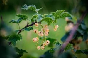 Groseillier à grappes Versaillaise blanche