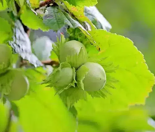 Noisetier Tonda de giffoni