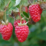 Framboisiers bio