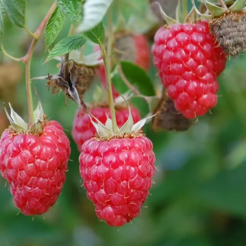 Framboisier &lsquo;Héritage&rsquo;