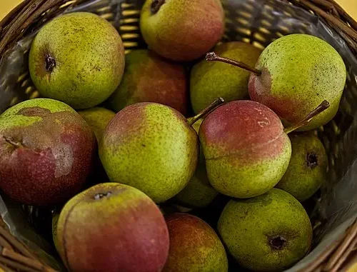 Poirier Double philippe