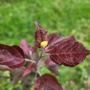 feuille red love