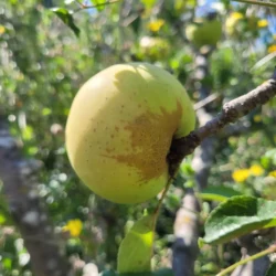 pomme reinette du mans