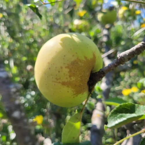 Pommier Reinette du mans
