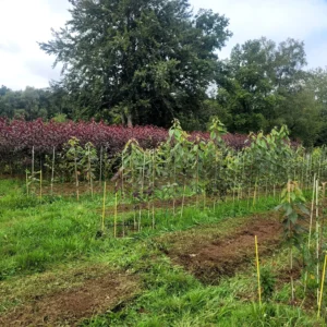 pepiniere fruitier bio