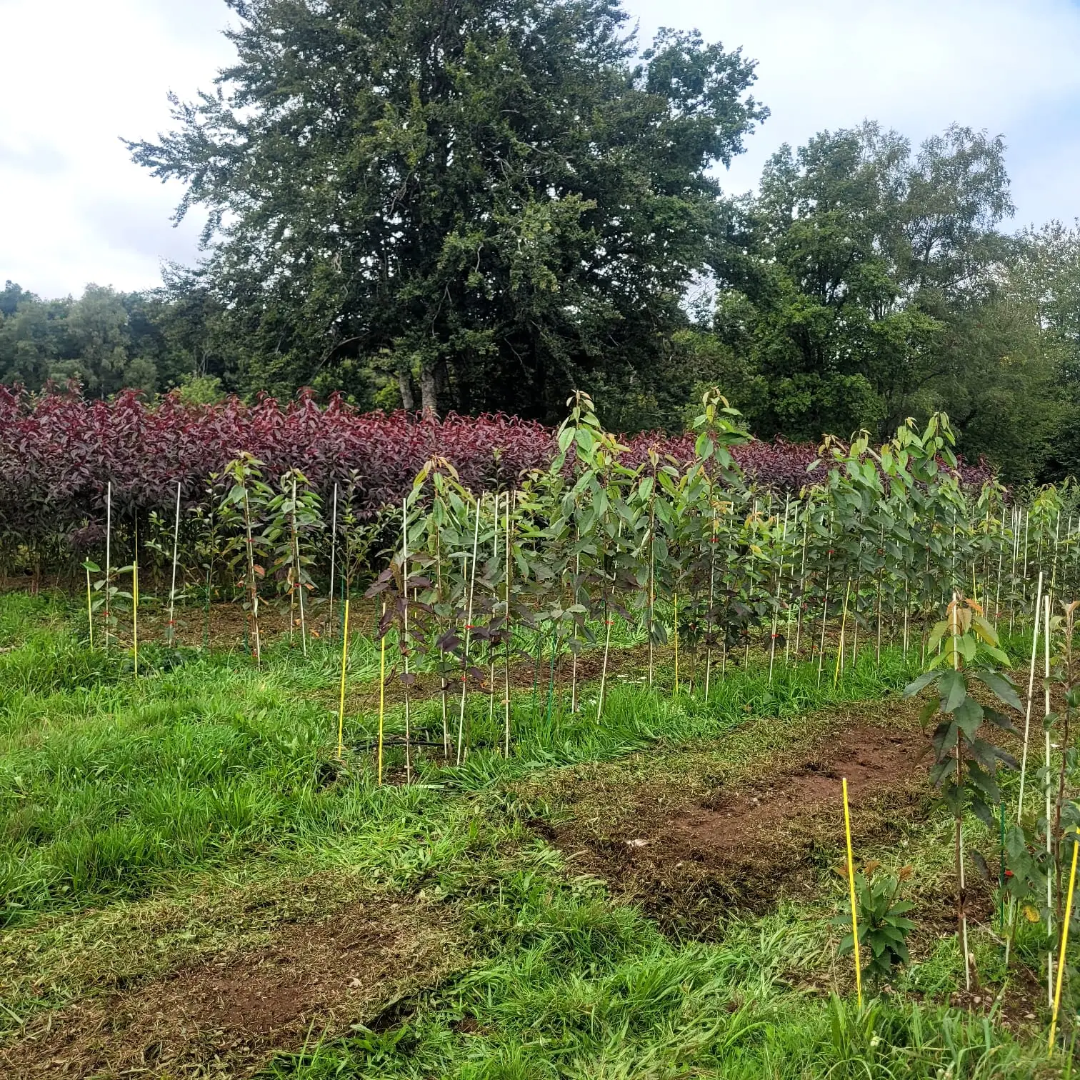 pepiniere fruitier bio