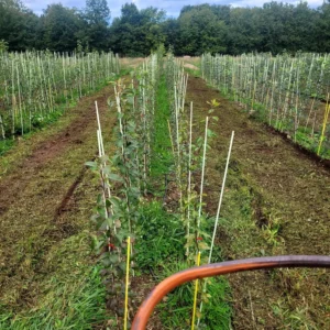 pépinière enherbé