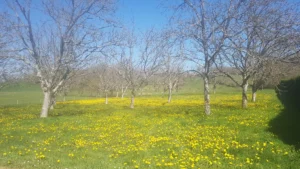 verger fleurit pissenlit