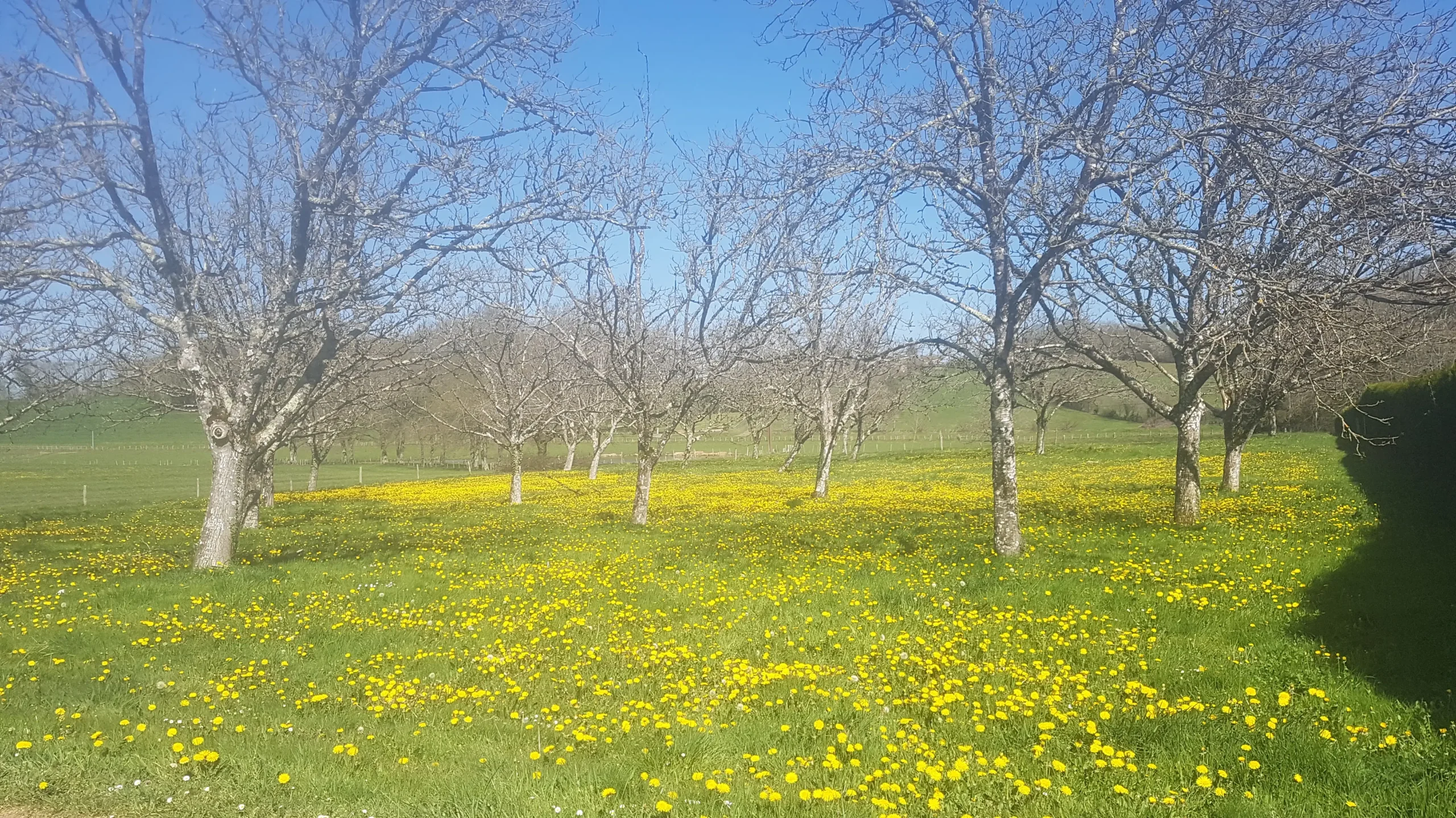 verger fleurit pissenlit