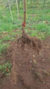 Un cerisier gréffé sur Gisela 5 avec un très beau chevelu dès sa première année