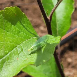 Chrysope adulte sur prunier