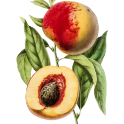 Pêcher Roussane royale