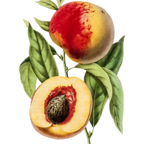 Pêcher Roussane royale