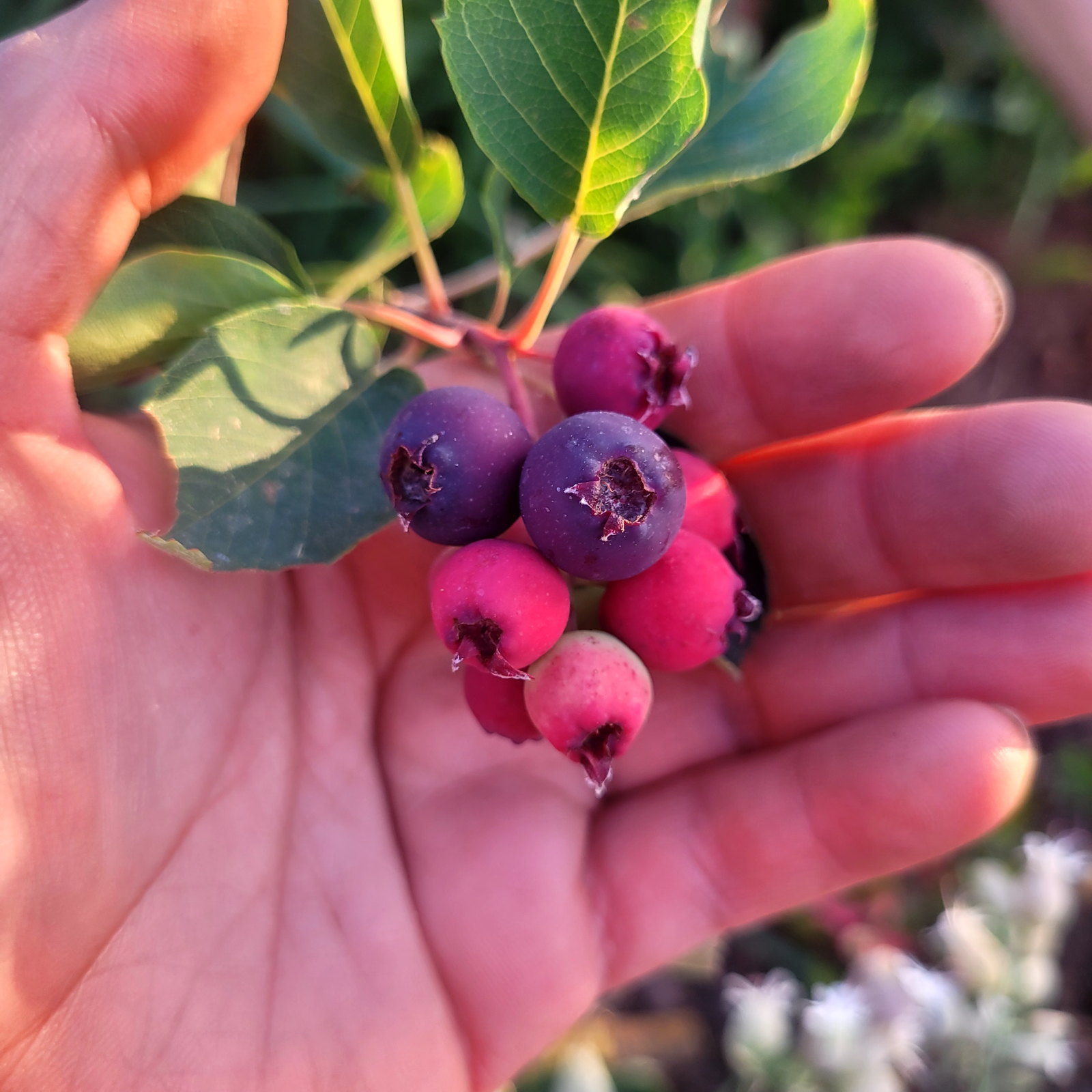 Amelanchier Honeywood - amelanche honeywood