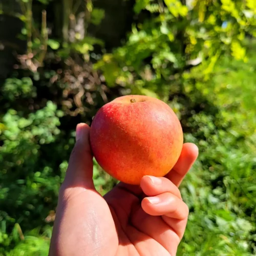 Pommier Pomme Banane