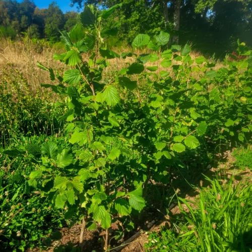 Noisetier Butler