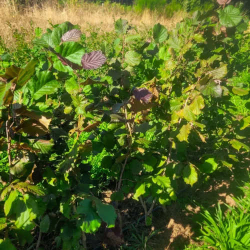 Noisetier Purpurea