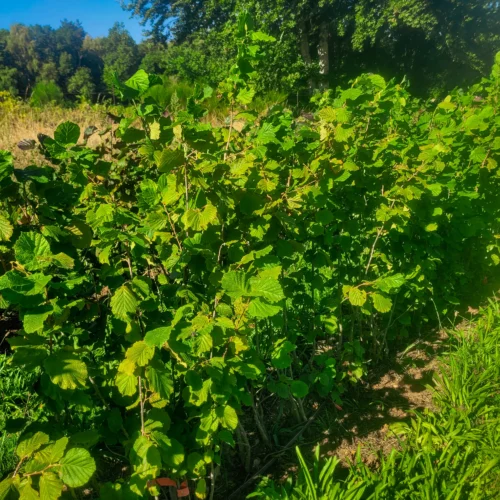 Noisetier Gentile delle Langhe