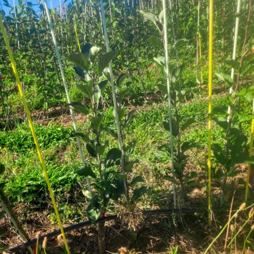 Pommier Déclassé Surprise